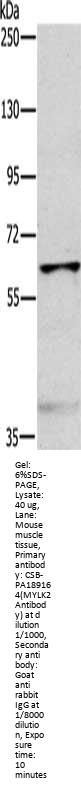 MYLK2 Antibody