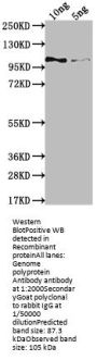 Genome polyprotein Antibody