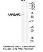 ARFGAP3 Antibody