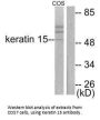 KRT15 Antibody