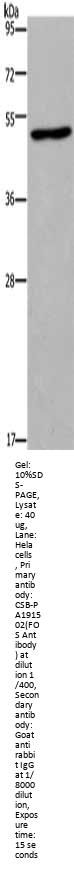 FOS Antibody