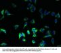 HLA-DRB1 Antibody