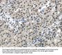 HDAC1 Antibody