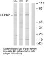 GK2 Antibody