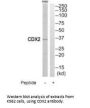 CDX2 Antibody