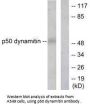 DCTN2 Antibody