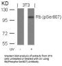 Phospho-RB1 (Ser807) Antibody