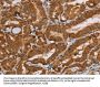 MSR1 Antibody