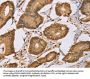 CEL Antibody