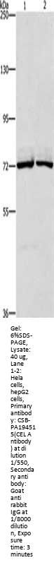 CEL Antibody