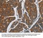 APEH Antibody