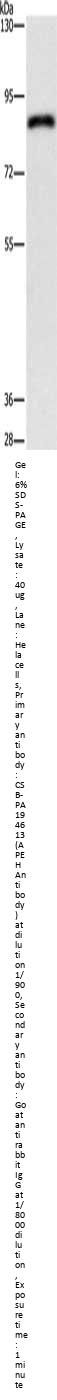 APEH Antibody