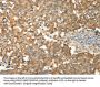 PRDX3 Antibody