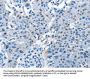 NAE1 Antibody
