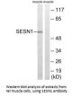 SESN1 Antibody