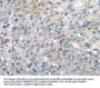 THAP2 Antibody