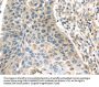 THAP2 Antibody
