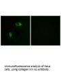 COL14A1 Antibody