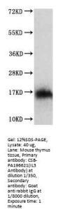 IL3 Antibody