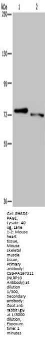 NLRP10 Antibody