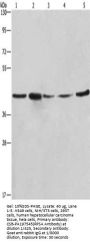 RPSA Antibody