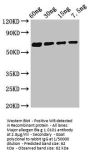 Major allergen Bla g 1.0101 Antibody