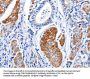 LIF Antibody
