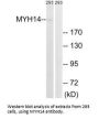 MYH14 Antibody