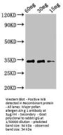 Major pollen allergen Aln g 1 Antibody