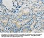 Rabbit anti-human TNFRSF12A polyclonal antibody