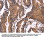 SEPT7 Antibody