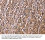 SEPT7 Antibody