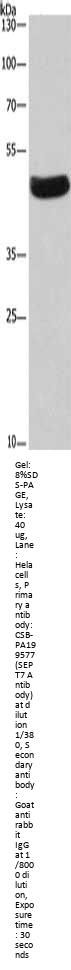 SEPT7 Antibody