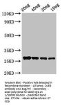 OLE9 Antibody