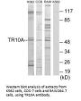 TNFRSF10A Antibody