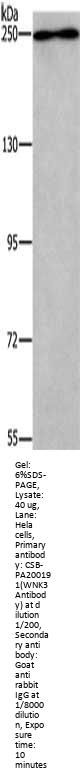 WNK3 Antibody