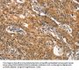 DNM2 Antibody