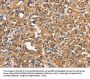 DNM2 Antibody