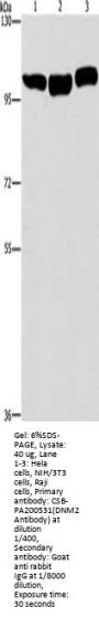 DNM2 Antibody