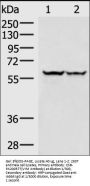 VIM Antibody