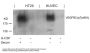 Phospho-KDR (Tyr951) Antibody
