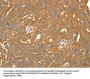 SIRT4 Antibody