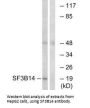 SF3B6 Antibody
