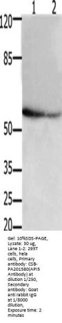 API5 Antibody