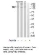 TIE1 Antibody