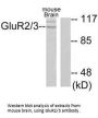 GRM3 Antibody