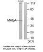 MAEA Antibody