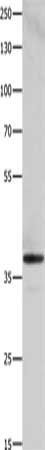 HMOX2 Antibody