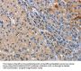 CD207 Antibody