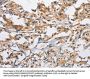 CD207 Antibody